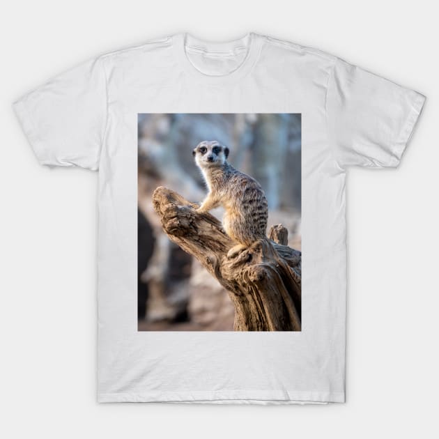 Meerkat - Lord of the Manor T-Shirt by AndrewGoodall